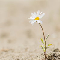 flower growing out of desert